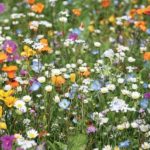 Je suis Alexandre Jauliac